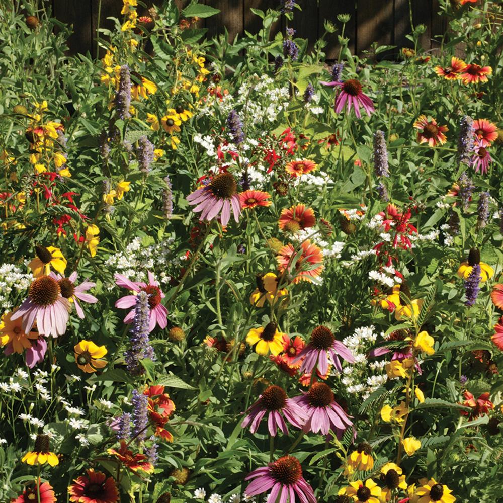 Pollinators, Xeriscape East Packet