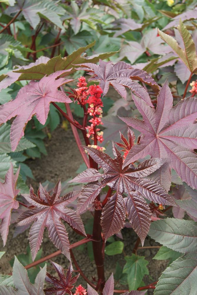 Ricinus, Gibson Packet