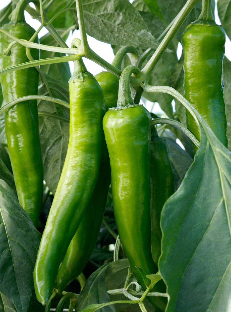 Peppers, Desperado Packet