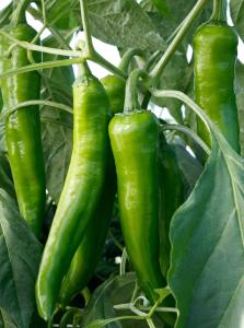 Peppers, Desperado Packet