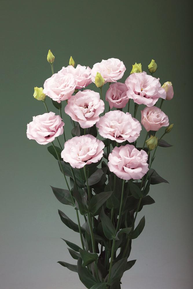 Lisianthus, Corelli Light Pink Packet