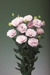 Lisianthus, Corelli Light Pink Packet