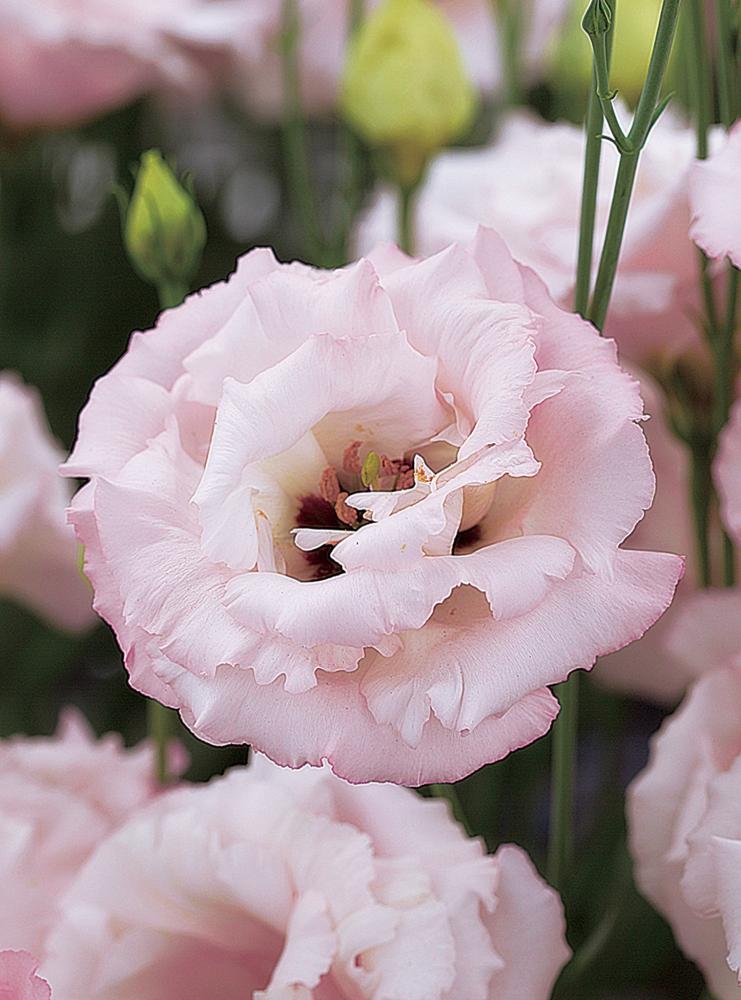 Lisianthus, Corelli Light Pink Packet