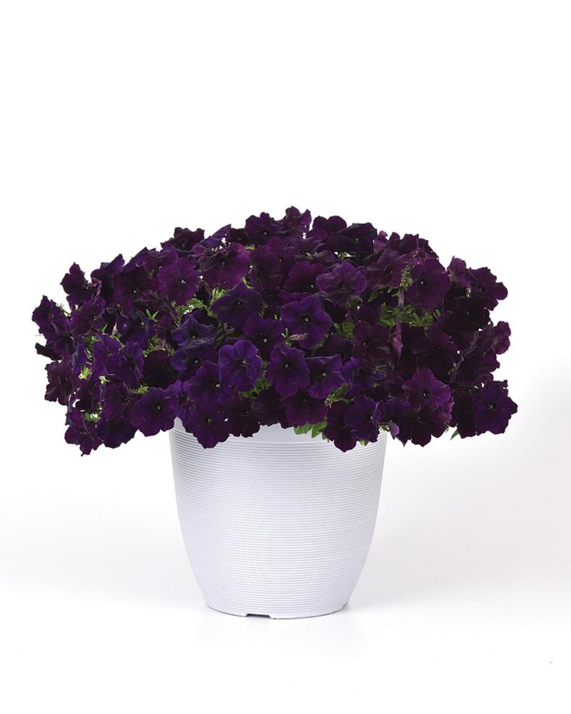 Petunia, Navy Velour Packet