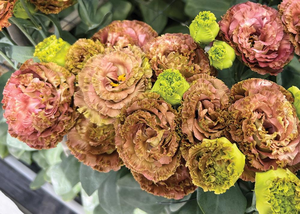 Lisianthus, Roseanne Terracotta Packet