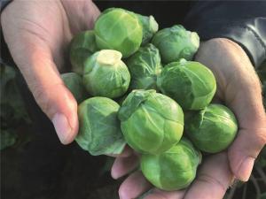 Brussels Sprouts, Silvia F-1 Packet