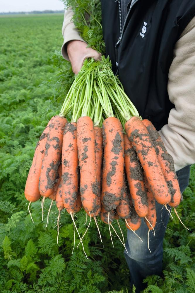 Carrots, Brava Hybrid Packet