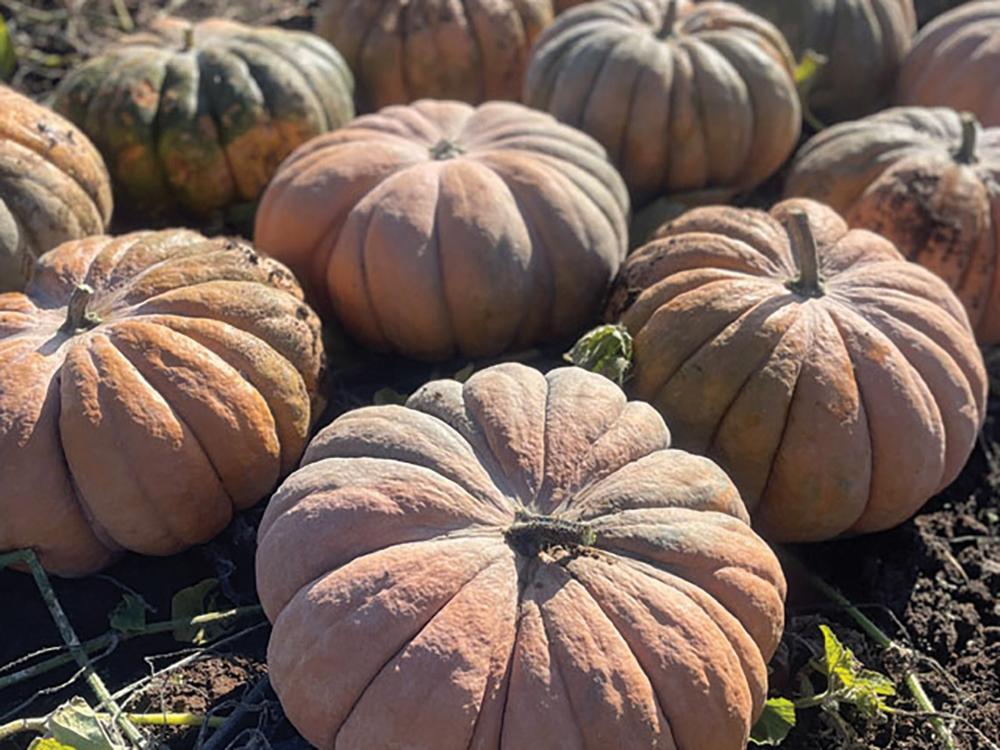 Pumpkin, Odette Hybrid Packet