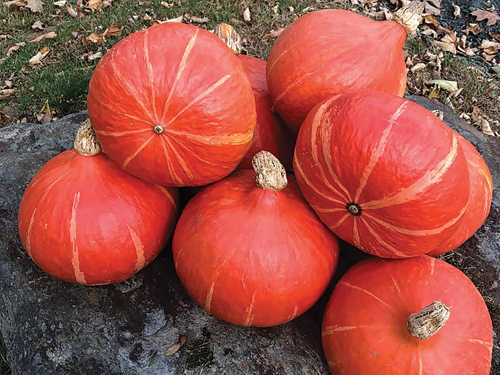Winter Squash, Orange Summer Hybrid Packet