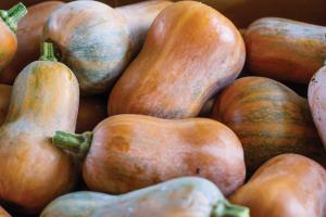 Winter Squash, Honeynut Hybrid Packet