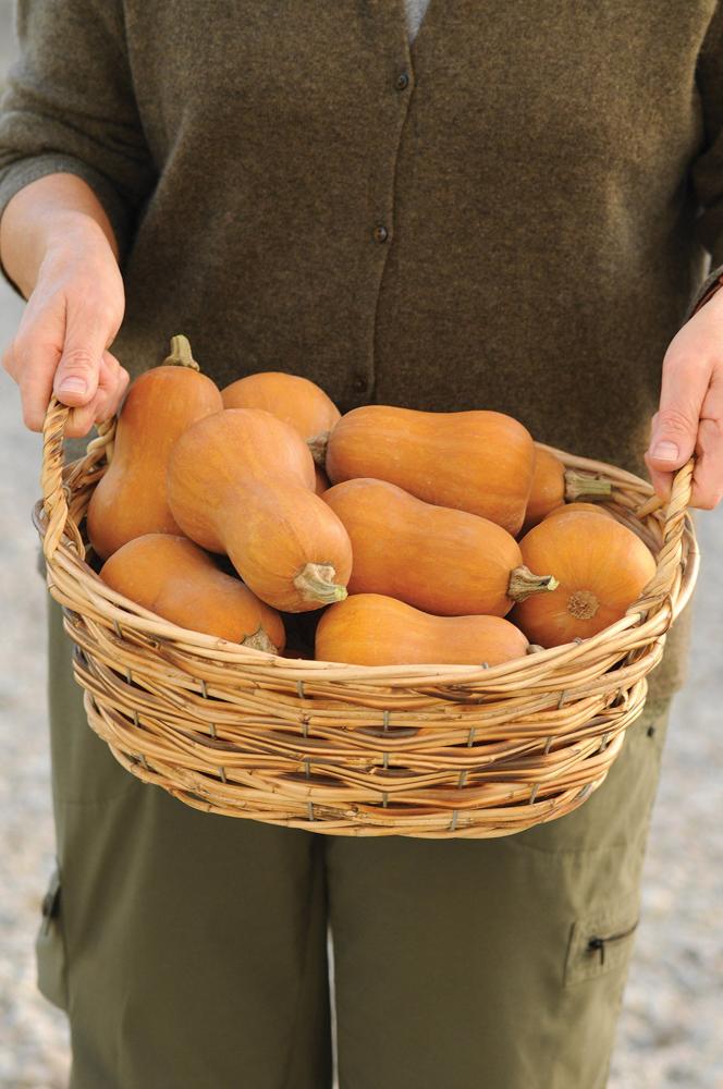 Winter Squash, Honeynut Hybrid Packet