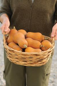 Winter Squash, Honeynut Hybrid Packet