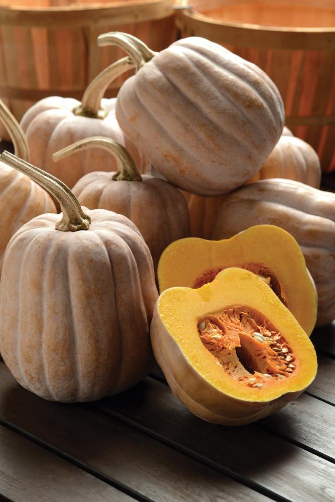 Winter Squash, Autumn Frost F-1 Packet