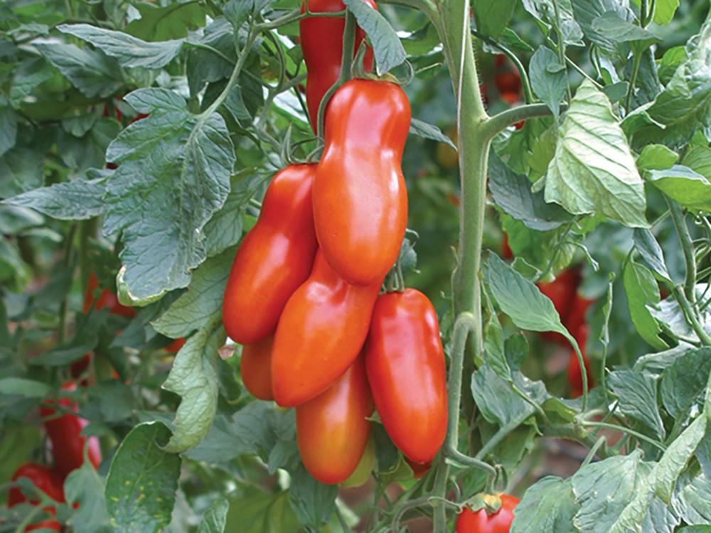 Tomato, Pozzano Hybrid Organic Packet