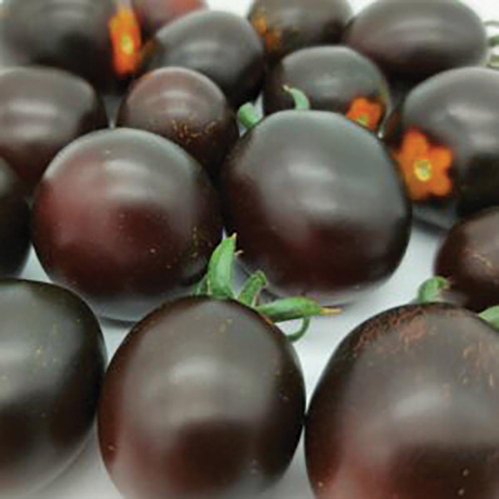 Tomato, Nightshade Hybrid Packet