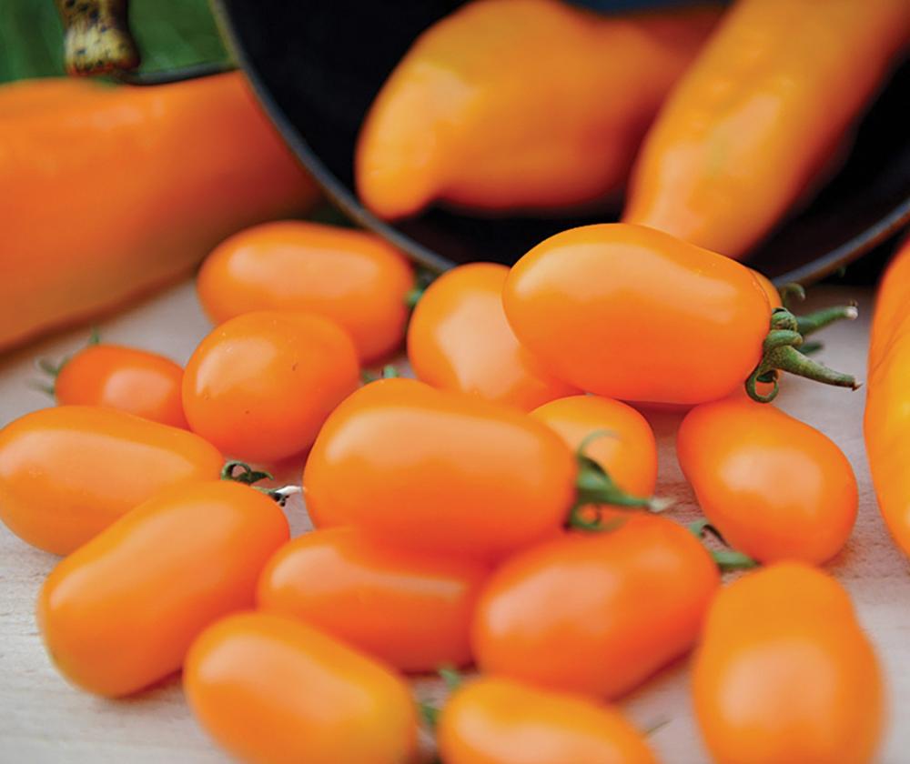 Tomato, Dattorange Packet