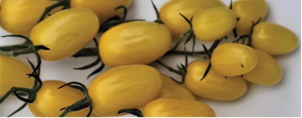 Tomato, DattoLemon Hybrid Packet