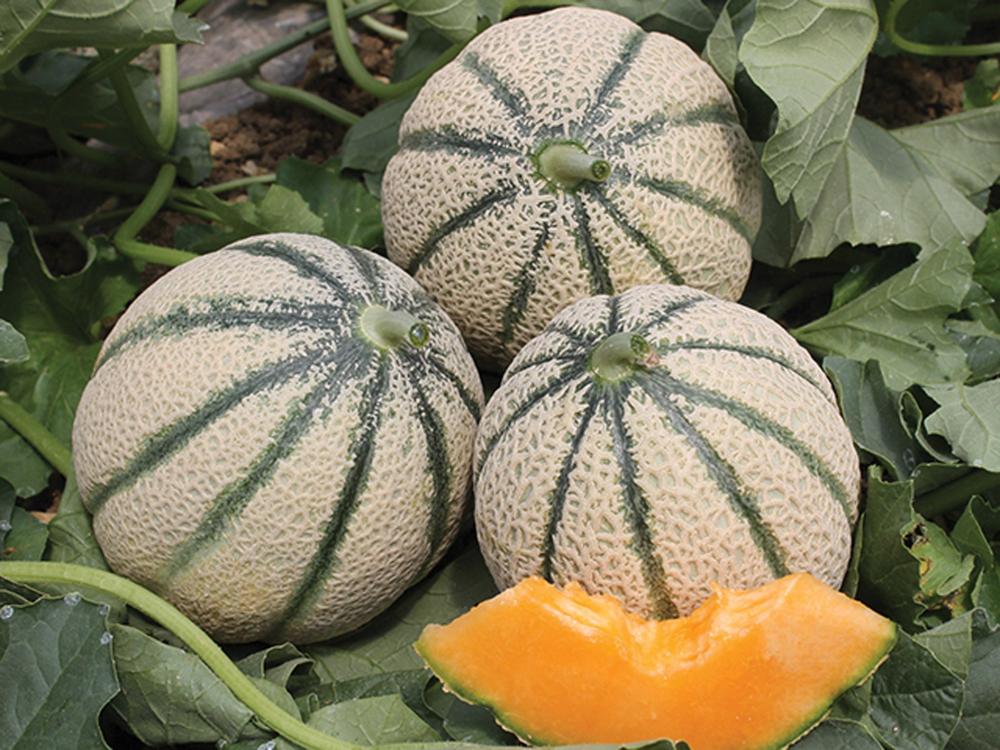 Melon, Tirreno Hybrid Organic Packet