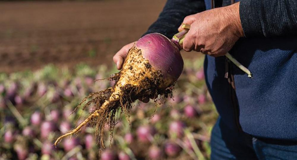 Rutabaga, Teviot Hybrid Packet