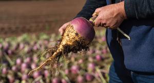 Rutabaga, Teviot Hybrid Packet