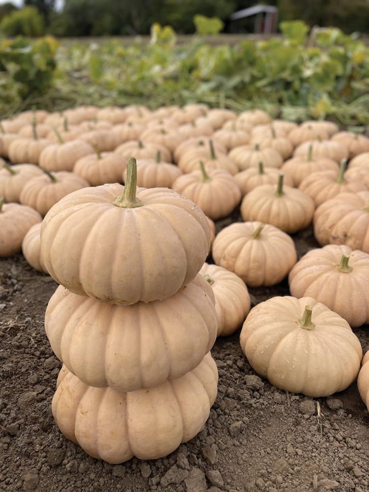 Pumpkin, Spellcast Hybrid Packet