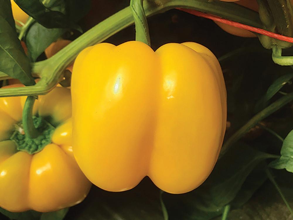 Peppers, Brocanto Hybrid Organic Packet