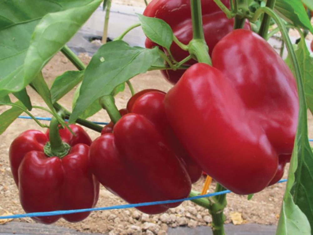 Pepper, Sprinter Hybrid Organic Packet