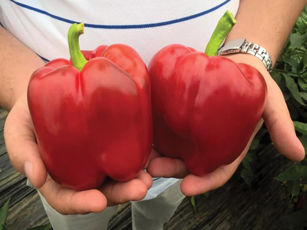 Pepper, Procraft Hybrid Packet