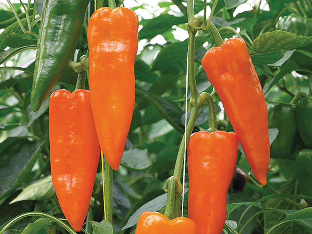 Pepper, Oranos Hybrid Organic Packet