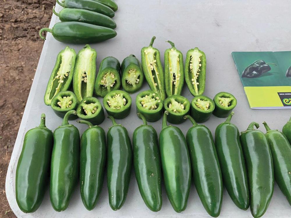 Pepper, Cuatrero Hybrid Packet