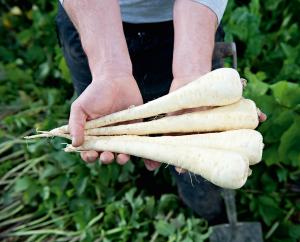Parsnip, Panorama Hybrid Packet