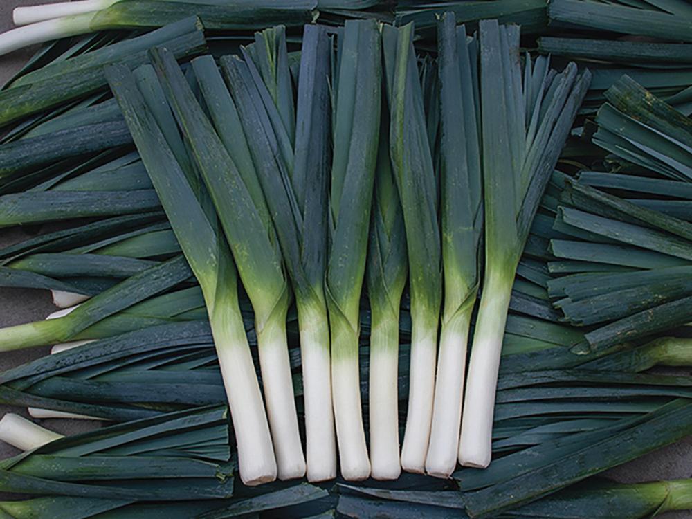 Leek, Oslo Hybrid Organic Packet