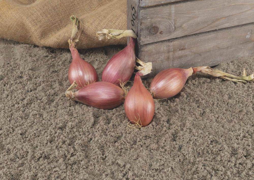 French Shallot, Innovator DM F-1 Organic Packet