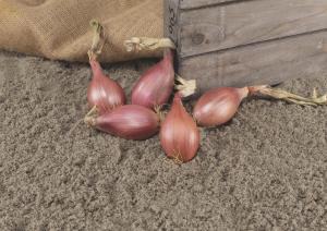 French Shallot, Innovator DM F-1 Organic Packet