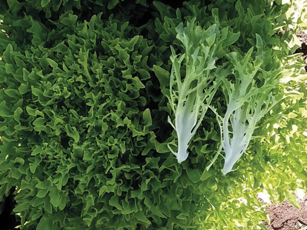 Lettuce, EZPark Organic pellet Packet