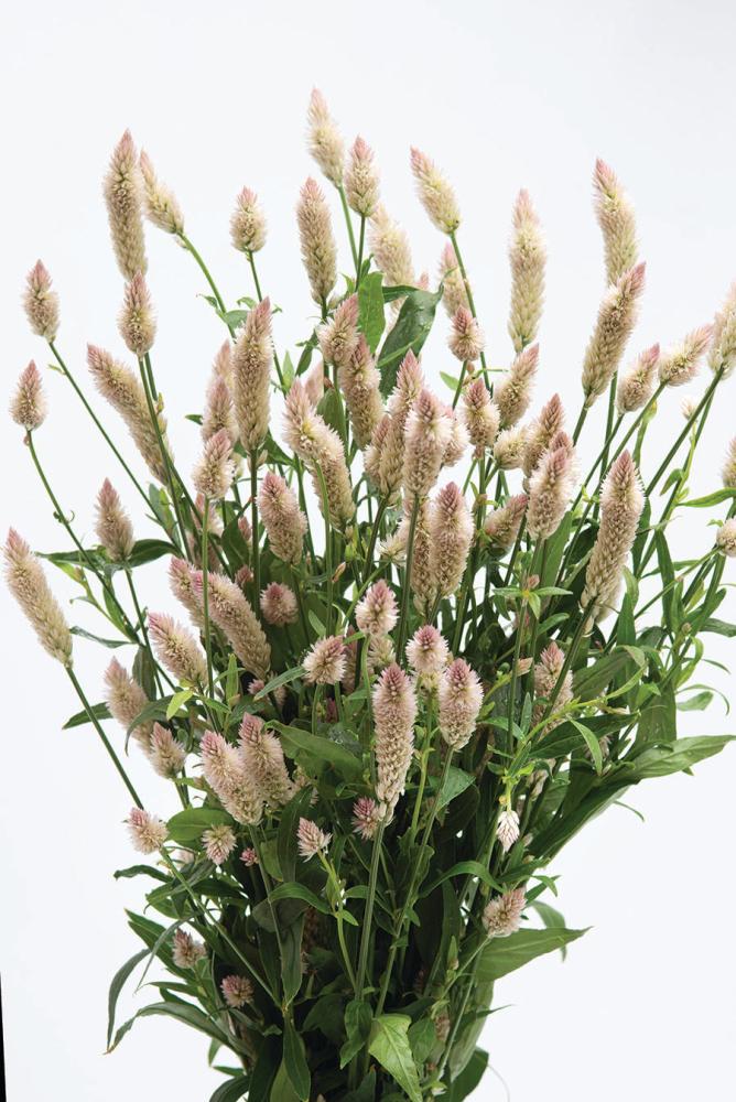 Celosia, Xantippe Packet