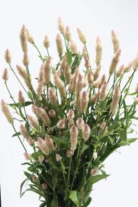 Celosia, Xantippe Packet