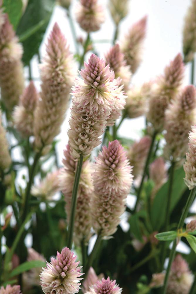 Celosia, Xantippe Packet