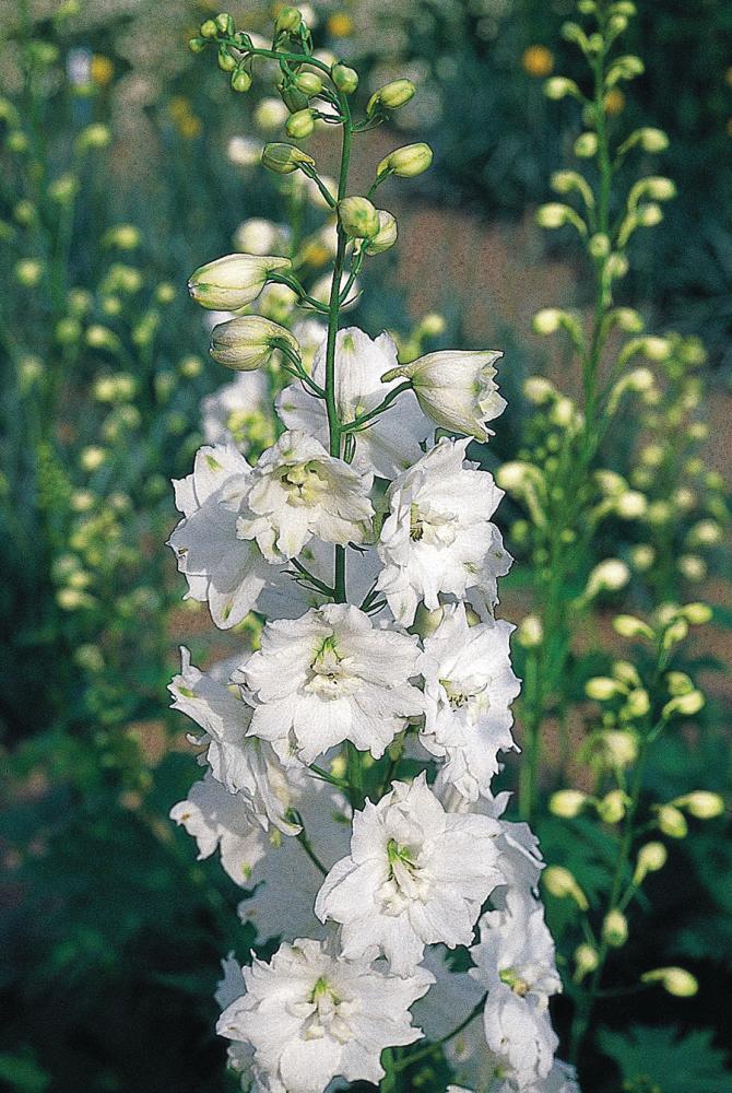Delphinium, White Galahad Packet