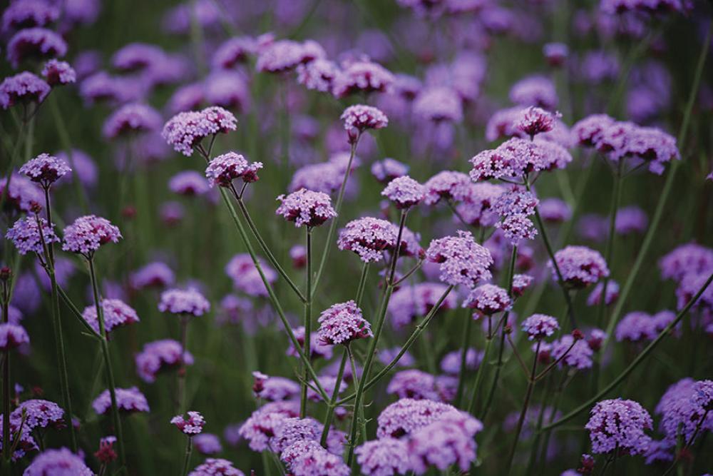 Verbena, Vanity Packet
