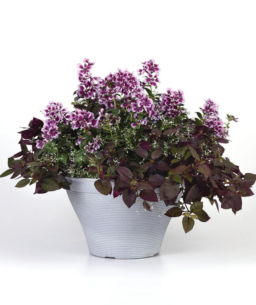 Cuphea, Sweet Talk Lavender Splash Packet