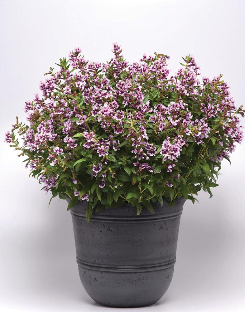 Cuphea, Sweet Talk Lavender Splash Packet