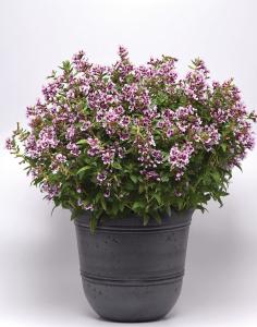 Cuphea, Sweet Talk Lavender Splash Packet