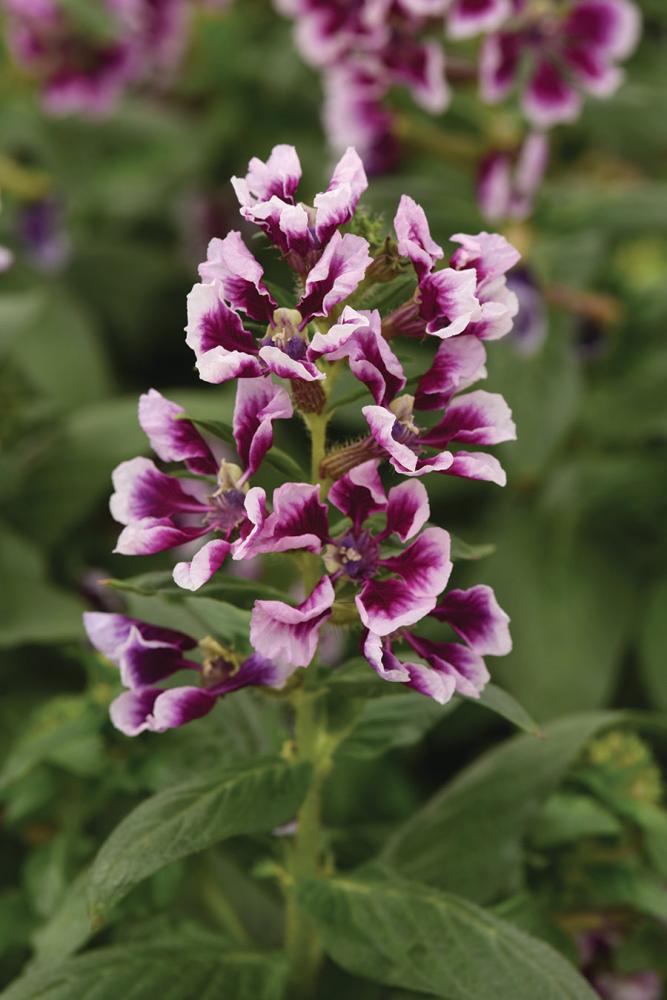 Cuphea, Sweet Talk Lavender Splash Packet