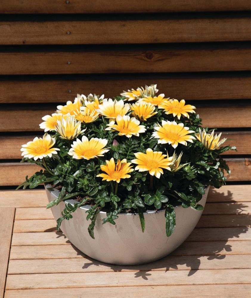 Gazania, Sunny-Side Up Packet
