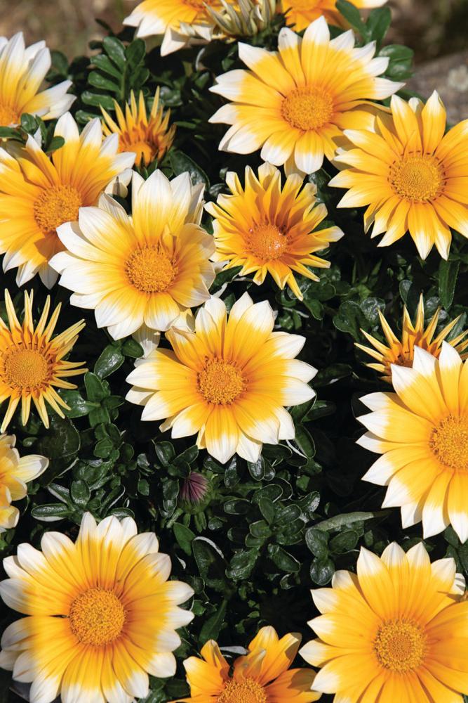 Gazania, Sunny-Side Up Packet