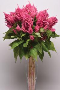 Celosia, Sunday Bright Pink Packet
