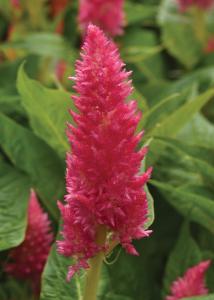 Celosia, Sunday Bright Pink Packet