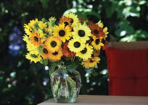 Sunflower, Soluna Mix Packet