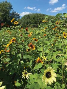 Sunflower, Soluna Mix Packet